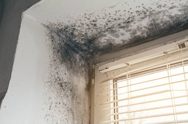 Affordable Hvac And Air Duct Mold Remediation solutions in Takoma Park, MD